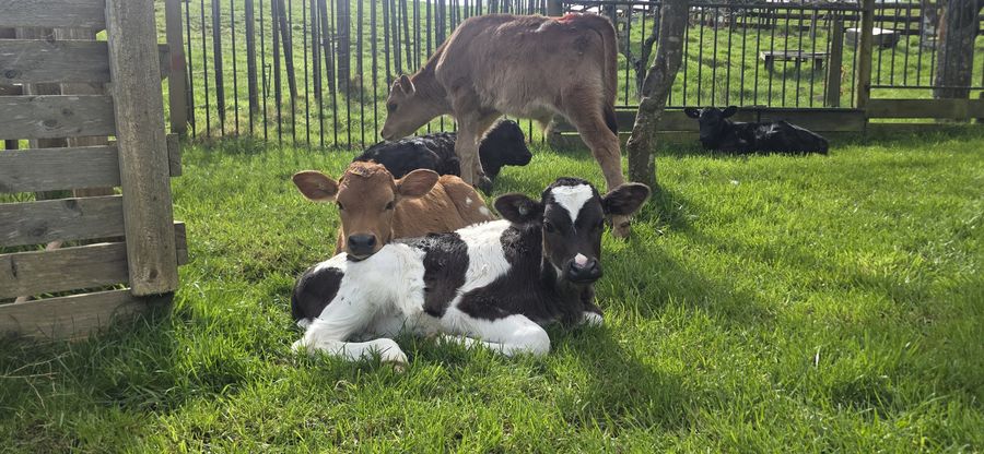 Young calves resting on the grass by a timber fence