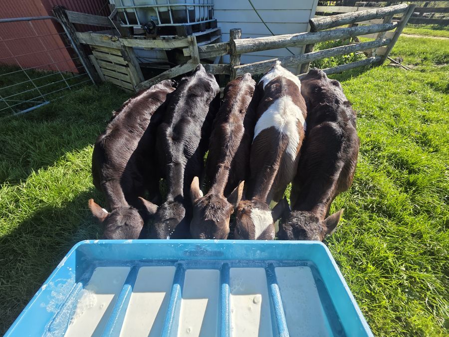 Calves drinking milk from a feeder